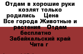 Отдам в хорошие руки козлят.только родились. › Цена ­ 20 - Все города Животные и растения » Отдам бесплатно   . Забайкальский край,Чита г.